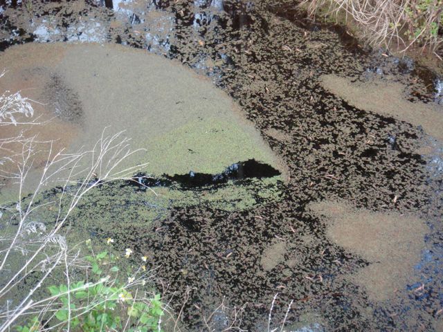 Pond Scum