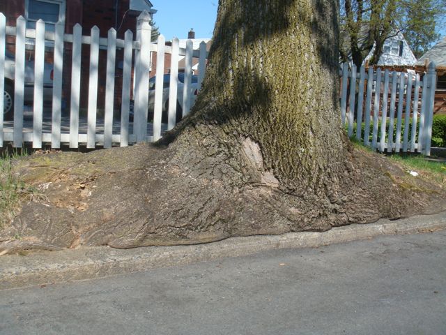The Size of Our Thumb When We Planted It