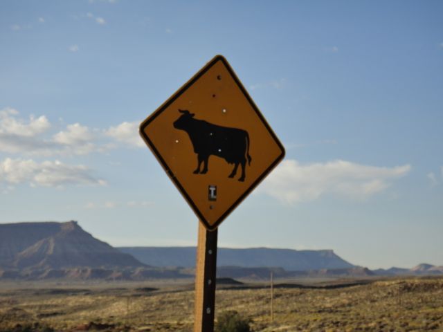 Yes, we stopped to admire the sign and the bullet holes. Never saw any cattle.