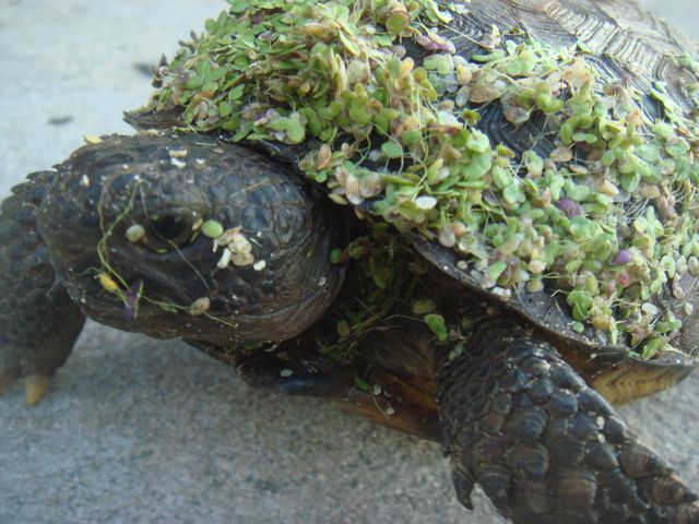 Slow & Steady Wins The Race