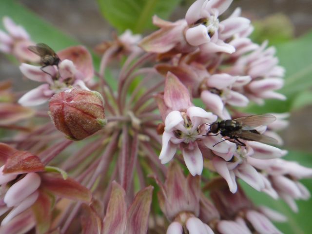 The transferable approach should not be nearly as hard to see as the second insect (above).