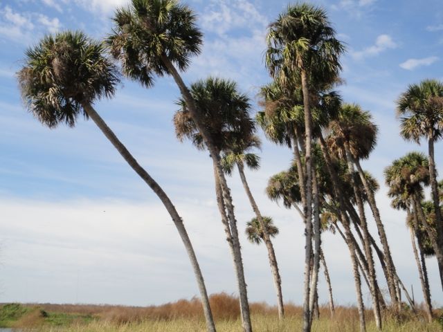 The Florida State tree - cabbage palm. They look very healthy.