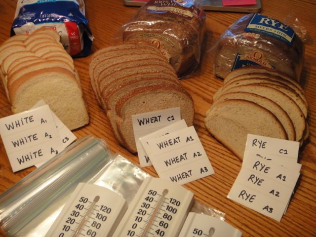 Experimenting with bread molds conditions is no different than experimenting with boredom conditions.