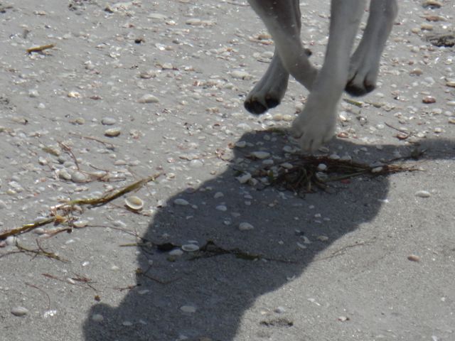 the odds of capturing all four dog's feet off the ground are the same as reaching 53 in great physical condition odds