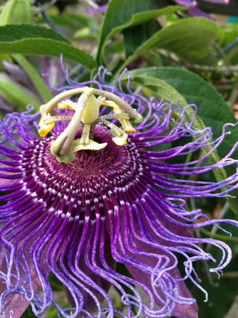 Florida passion flower...passion fuels lifetime habits, good or not so running passion