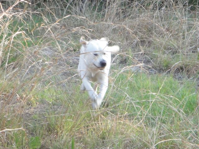 run dog run...another unspectacular photo run or walk