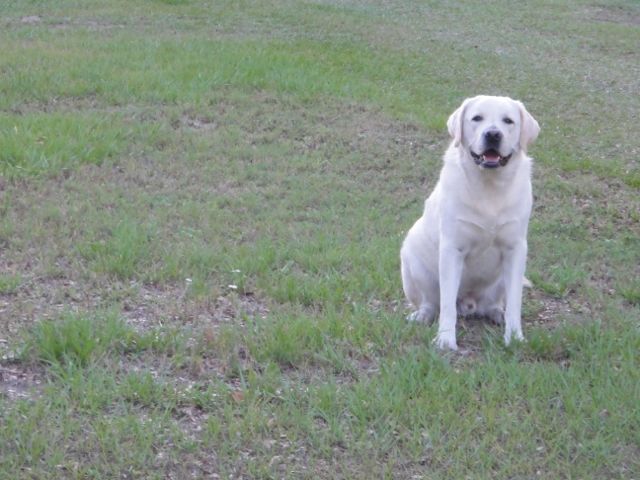 Cooper the yellow Lab is committed to exercise (just watch him) cooper the yellow lab