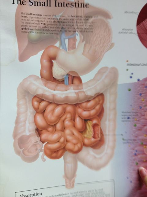 the small intestine 