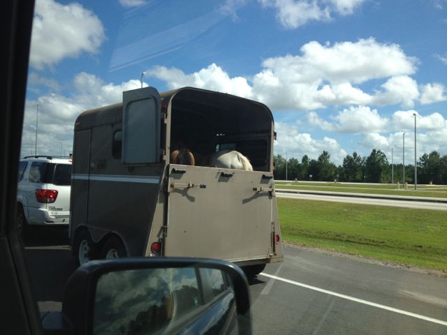 horse trailers