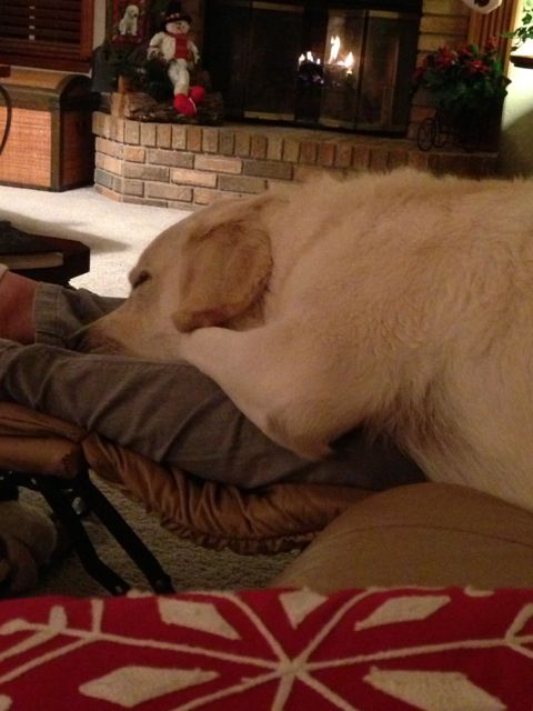 between the snowflake pillow and the fireplace lies a highly motivated Pet motivation