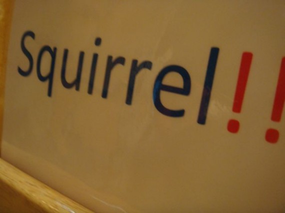 squirrel sign