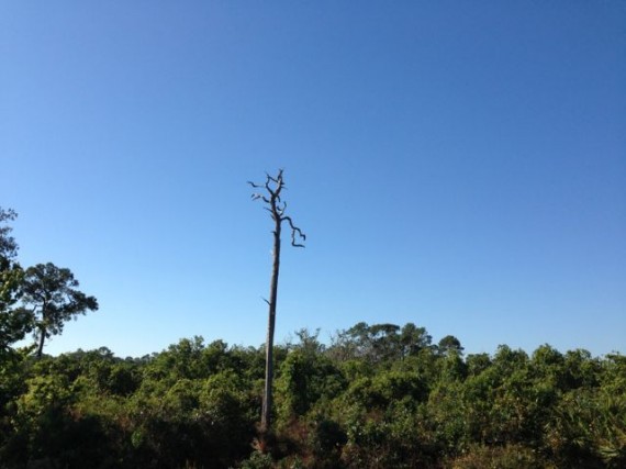 Dead tree in at the forest's edge