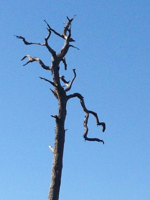 Dead tree on forest's edge