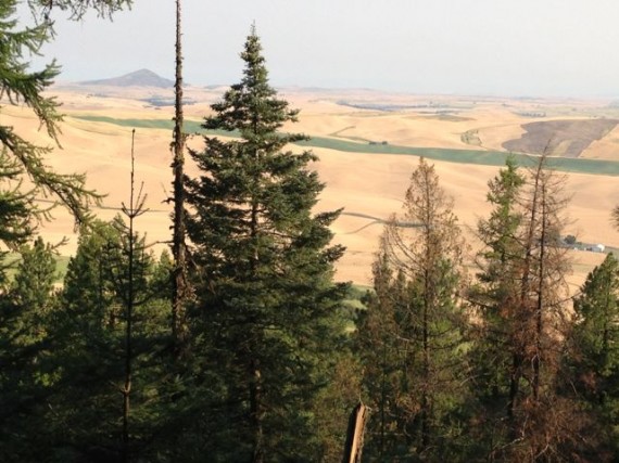 Steptoe Butte from Kamiak Butte's north side