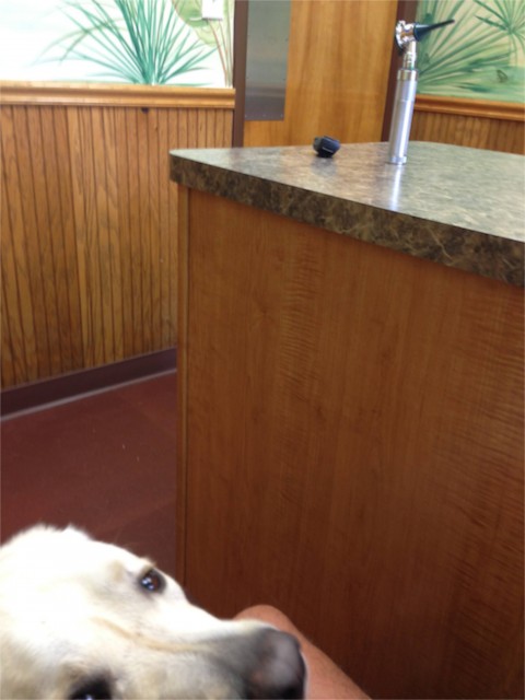 Dog waiting for Vet