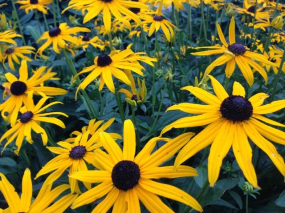 Black eyed susans