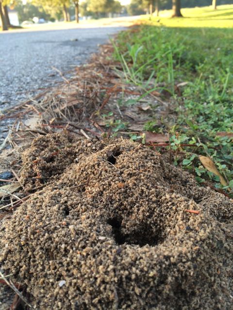 Florida ant hill next to residential road