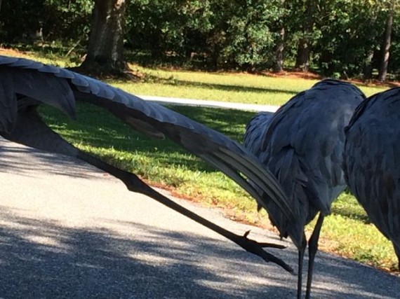 Sand Hill Crane stretching leg