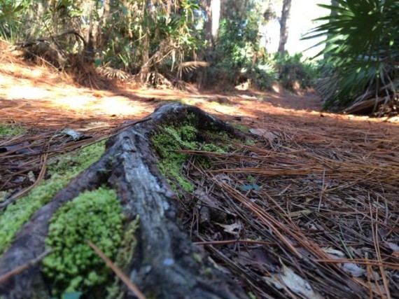 Tibet Butler Nature Preserve in Orlando