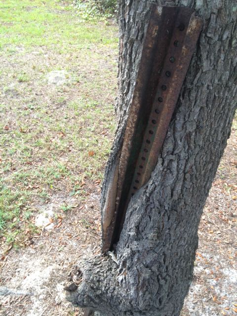 Street sign pole engulfed by tree