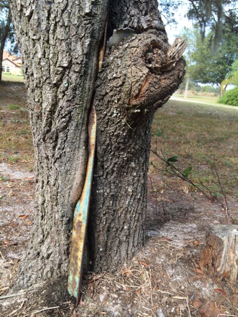 Street sign pole engulfed by tree