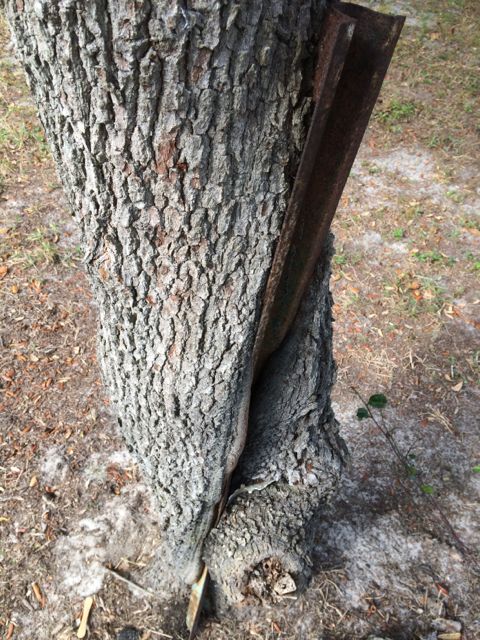 Street sign pole engulfed by tree