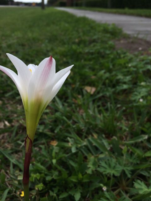 Rare Florida wildflower