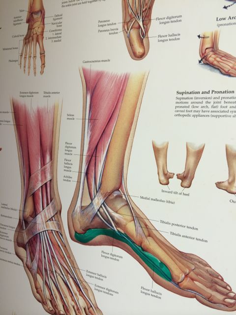 Podiatrist office