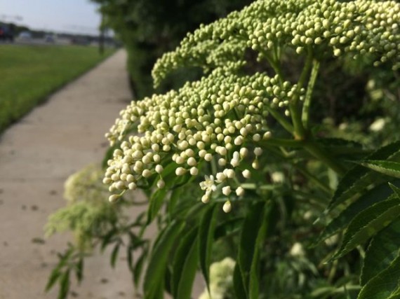 Florida wildflower and sidewalk
