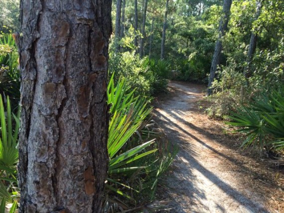 Florida nature trail 
