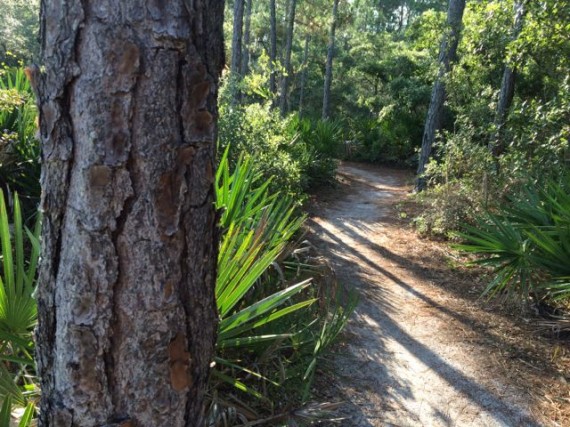Florida nature trail