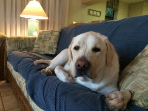 Beautiful white Lab making loving eye contact