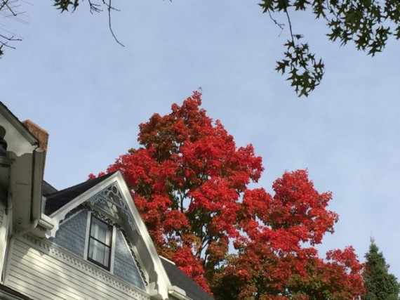 Fall colors