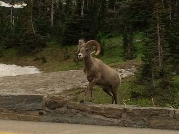 Big Horn Sheep at Logan Pass