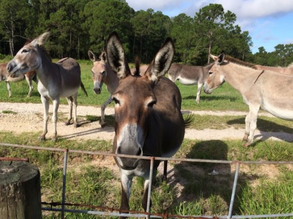 Group of Donkeys near Disney World's North Cast Entrance