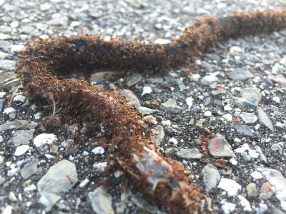 Ants eating dead snake 