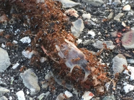 Ants eating dead snake 
