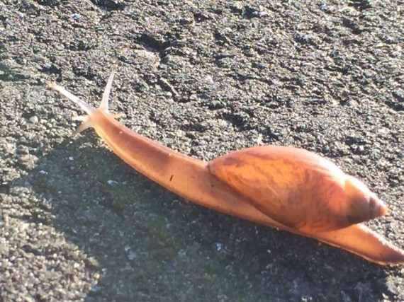 snail crossing road