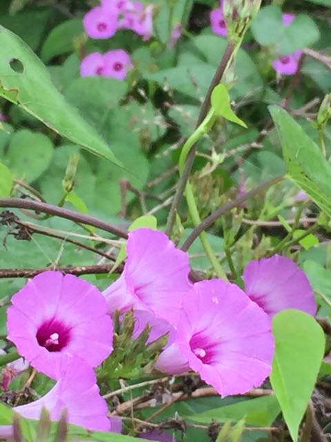 Florida Wildflowers