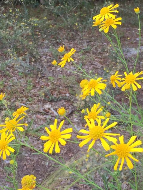Florida Wildflowers