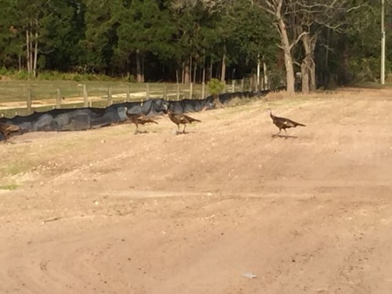 Florida Wild Turkeys