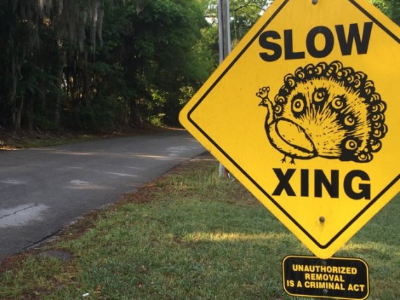 lake Butler Blvd in Windermere, Florida