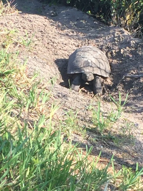 Florida Gopher Tortoise 