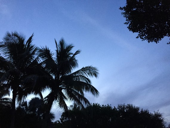 Sanibel Island Palm trees at dawn