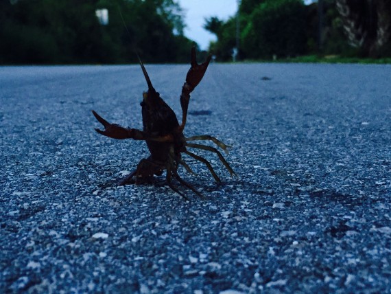 Crawfish crossing the road