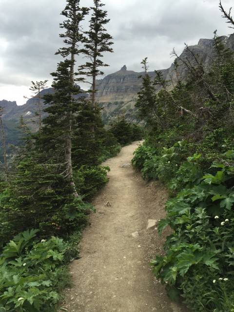 Highly Trail near Logan Pass