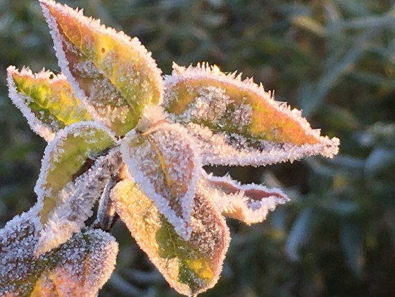 October Frost