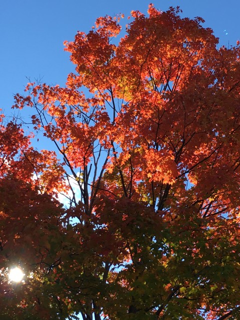 Pennsylvania Fall foliage