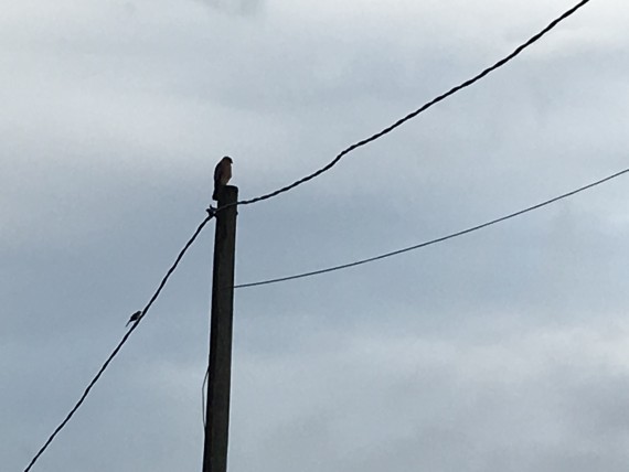 Bird on a wire