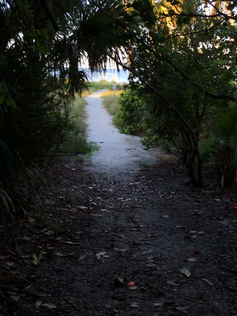 Path to beach 